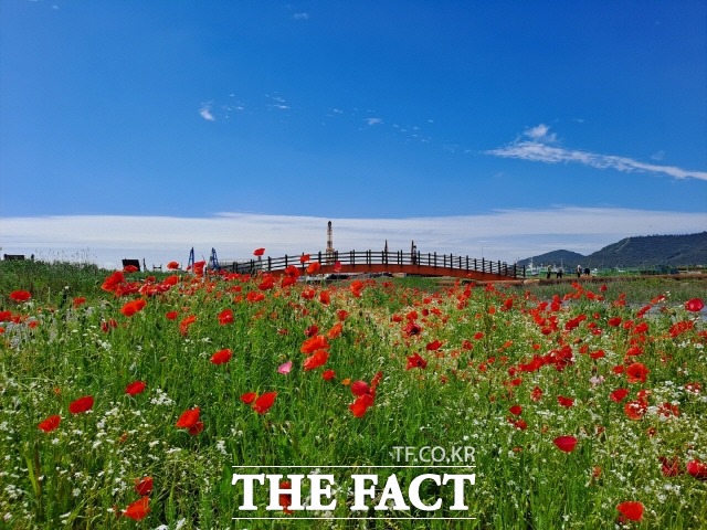 해변맛길 30리조성사업에서 개통된 2구간 환경생태길 남항 꽃양귀비 밭./목포시 제공