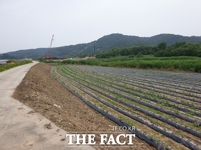 지난해 집중호우로 물이 넘친 하천 인근에 임시 둑과 밭이 자리잡고 있다. / 김아영 기자