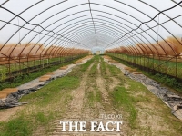  '집중호우 피해 복구 안돼 올해 농사도 포기'… 천안시, 작년 수해 농가 '한숨'