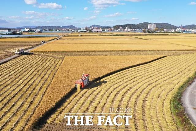 농식품부가 공모하는 농촌협약에 선정된 전남 3개 농촌지역과 함께 5년간 국비 1천200억 원을 지원받게 된 나주시. 가을 추수철 곡식을 거두고 있는 나주 평야./ 더팩트 DB