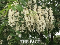  국립산림과학원, 아까시나무 만기개화 품종 개발 돌입