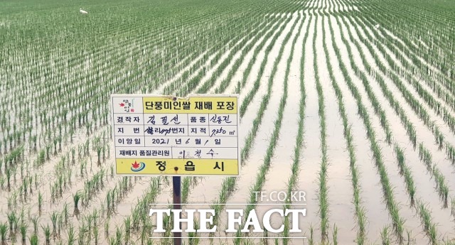 정읍시가 대표브랜드인 단풍 미인 쌀의 경쟁력을 높이기 위해 그간 방만하게 관리돼왔던 생산단지를 기존 800ha를 400ha로 축소하고 재정비했다. /정읍시 제공