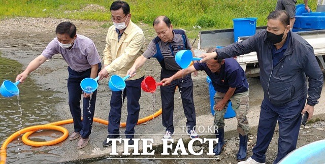 군 관계자와 어민들이 회남면 대청호 일원에 뱀장어 치어 1만6000마리를 방류하고 있다. / 보은군 제공