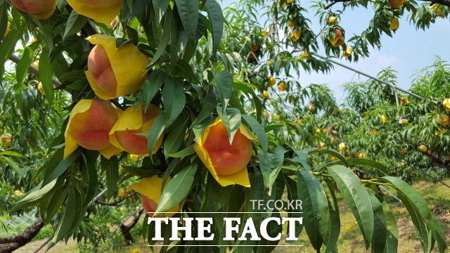 당도가 높고 과즙이 많아 소비자에게 인기가 높은 아삭아삭한 ‘명품 화순 복숭아’가 소비자를 만난다./화순군 제공