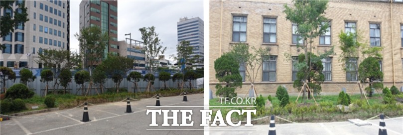 옛 도청사 정문 왼쪽에 식재된 향나무, 본청 앞에 심은 이팝나무와 향나무 / 최영규 기자