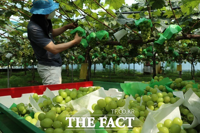 영동 심천에서 포도사랑하우스를 운영 중인 남기남씨가 샤인머스켓 출하를 위해 작업을 하고 있다. / 영동군 제공