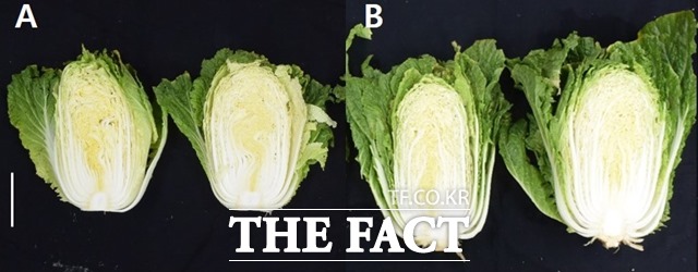 일반배추(왼쪽)와 글루탐산을 뿌려서 재배한 배추(오른쪽). 글루탐산을 뿌린 배추가 폭염과 가뭄에 잘 견뎠으며 그 결과 배추크기도 30%이상 크다. /농진청 제공