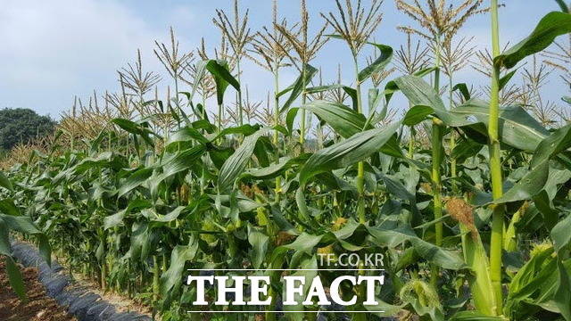화순군은 틈새 작목으로 육성중인 초당옥수수가 29일 도암면에서 올해 첫 수확에 들어갔다./화순군 제공