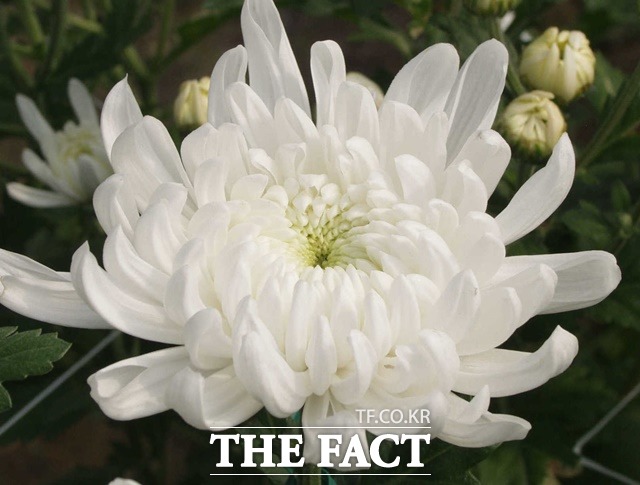 지난 2004년 일본 국화를 대체하기 위해 개발된 백마는 꽃 크기 13.6cm의 국내 최초 순백색의 대형(스탠다드) 품종이다./농촌진흥청 제공