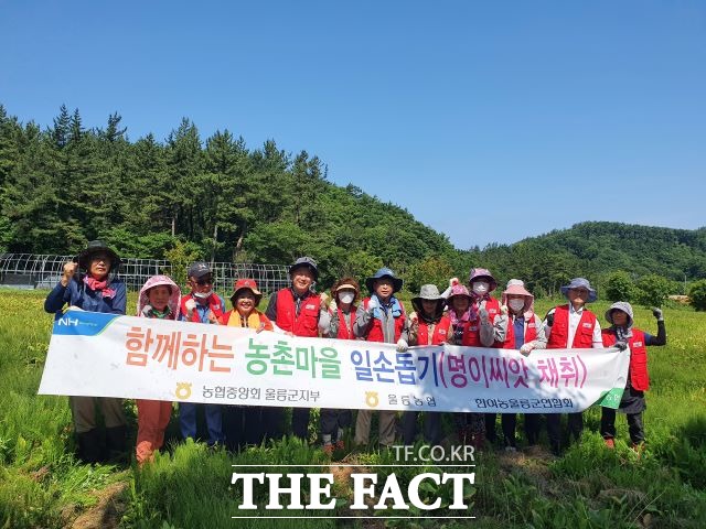 울릉농협, 일손부족 농가 돕기 나섰다 ./울릉농협 제공