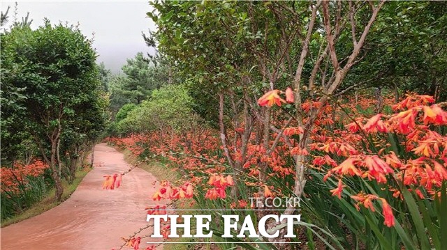 오는 9일부터 신안군 압해읍 송공리 천사섬 분재공원에서 크로코스미아 축제가 열린다. 크로코스미아는 천사섬 분재공원 안쪽길을 따라 3000만송이가 심어져 있다. /신안군 제공