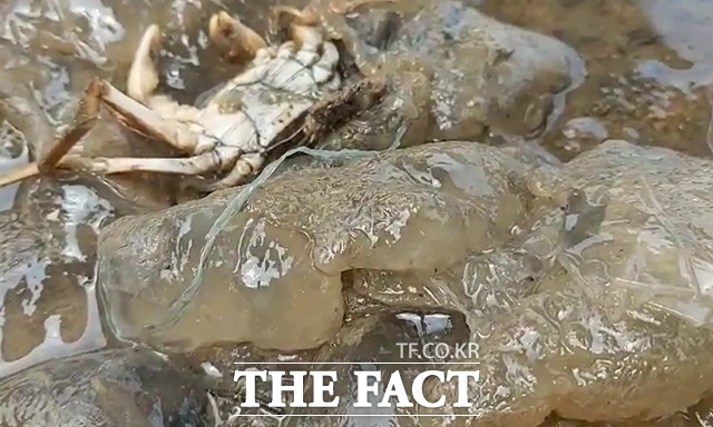 수중 생태계에 악영향을 미치는 큰빗이끼벌레가 한강에서 발견됐다. 2일 가양대고 인근에서 물고기 사체와 함께 어망에 가득 걸려 올라왔다./행주어촌계 제공