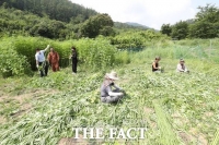  함양 천경원, 삼베짜기 전통 명맥 잇는다