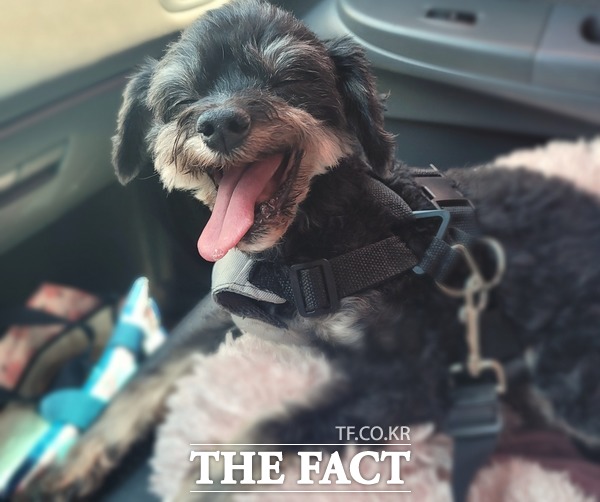 제주특별자치도가 오는 19일부터 9월 30일까지 동물등록 자진신고 기간을 한시적으로 운영한다고 밝혔다.