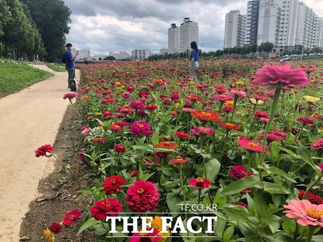 보강천변에 핀 백일홍 꽃밭에서 연인이 사진을 찍고 있다. / 증평=전유진 기자
