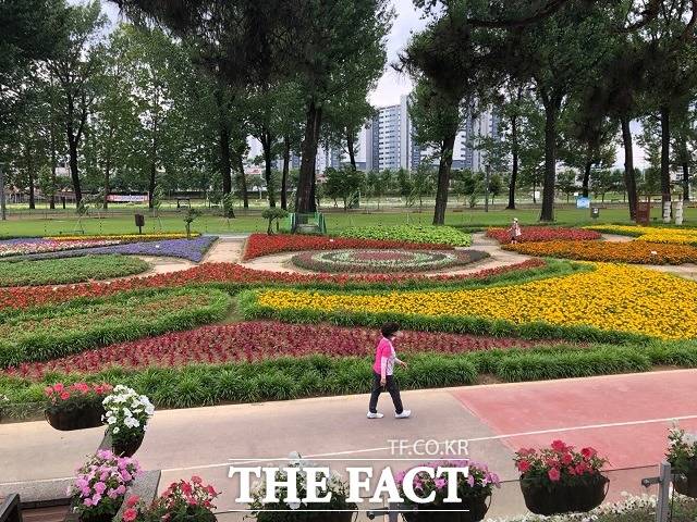 보강천 미루나무 숲에서 산책을 즐기는 주민. / 증평=전유진 기자