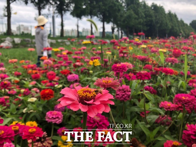 백일홍이 핀 보강천변에서 한 시민이 산책을 하고 있다. / 증평=전유진 기자