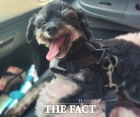  제주도, 반려견 동물등록 자진신고 기간 운영