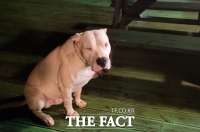  진천, 들개 잦은 출몰로 주민 '불안'…올 들어 신고 41건