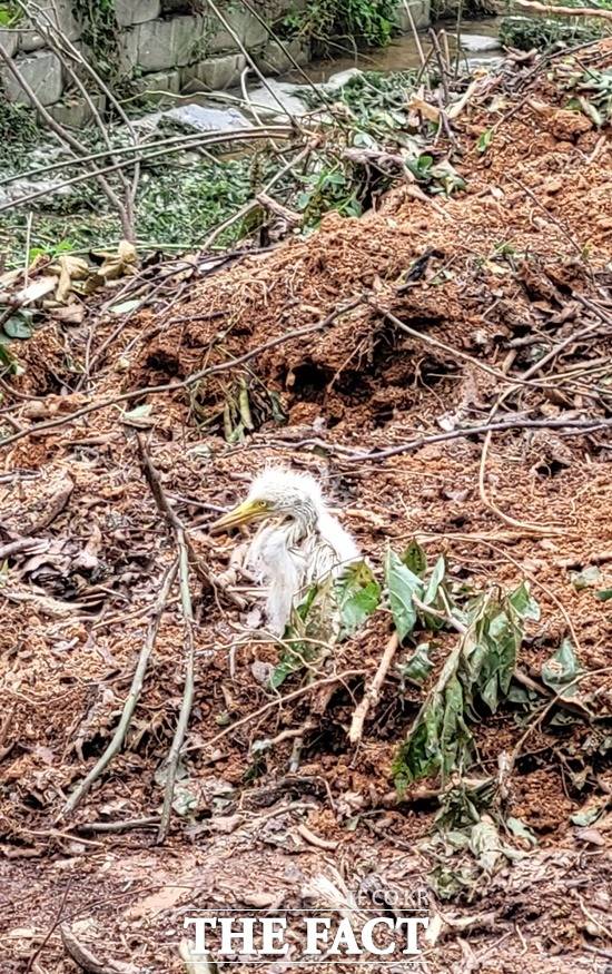 청주시가 나무를 베어낸 송절동 백로서식지에 한 새끼 백로가 땅바닥에 있다. / 청주충북환경운동연합 제공