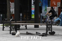  비둘기만 가득한 홍대 거리 [포토]