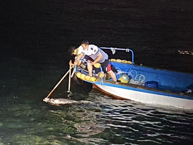제주해양경찰서가 상괭이 사체를 발견했다는 신고를 접수, 불법포획 흔적이 없어 지자체에 인계했다고 밝혔다. / 제주해양경찰서 제공
