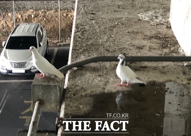 비둘기들이 오송역 8번 출구 계단 옆 공간에 앉아 있다. / 청주=전유진 기자