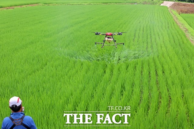 전북 임실군이 일손 부족으로 어려움을 겪는 농가를 돕기 위해 벼 병해충 항공방제를 두 차례에 걸쳐 실시한다고 밝혔다. /임실군 제공