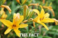  신안 1004섬에서 '섬 원추리 축제' 개최한다