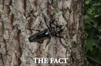  천연기념물 장수하늘소, 광릉숲에서 8년 연속 발견