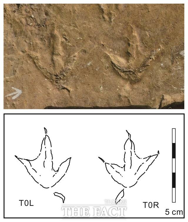경남 사천시 서포면 비토섬에서 발견된 새 발자국 화석/진주교대 김경수 교수 제공