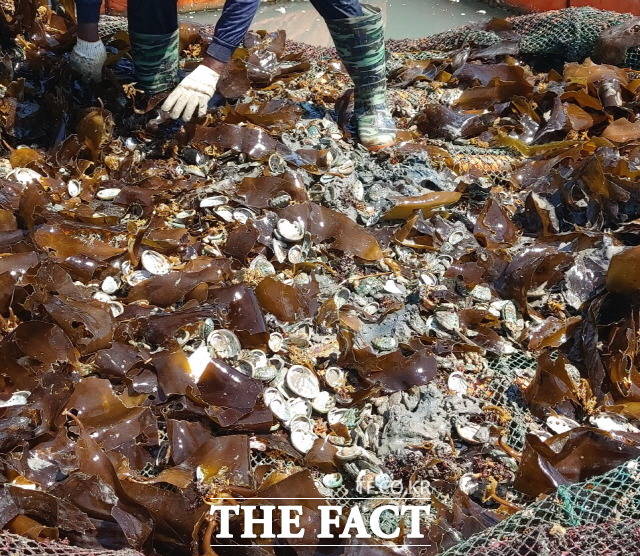 지난 집중호우로 민물이 바다에 유입됨에 따라 양식하던 전복이 대량으로 폐사해 진도군 어가들은 251억원의 피해를 입었다. 어부가 양식장에서 들어올린 전복과 먹이인 다시마를 헤치며 폐사 상태를 확인하고 있다. /진도군 제공