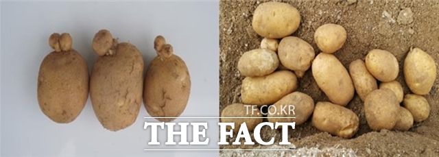 고온 스트레스로 인한 감자 생리장해 모습. 2차 생장감자(왼쪽)과 모양이 길어진 감자(오른쪽). /농진청 제공