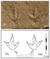  사천 서포면 비토섬 1억1000만 년 전, 신종 물갈퀴 새 발자국 화석