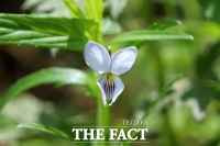  희귀·멸종위기식물 '선제비꽃' 국내 새로운 자생지 발견