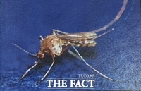  충북서 올해 첫 일본뇌염 모기 발견… 작년보다 17일 빨라
