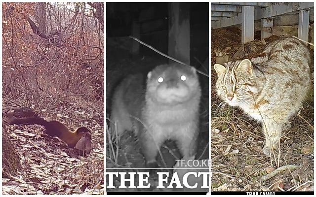 고창군 운곡습지에 설치된 센서 카메라에 포착된 멸종위기 야생동물 담비(왼쪽), 수달(가운데), 삵(오른쪽) 모습. /고창군 제공