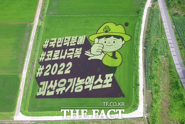 괴산군 칠성면 율원저수지 일원에 모습을 드러낸 유색벼를 이용한 논 그림. / 괴산군 제공