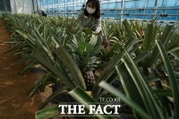  해남군, 바나나 이어 파인애플 재배 ‘성공’