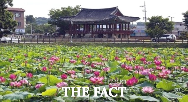 호남제일정 피향정은 연못에 연꽃이 피면 그 향기가 주변에 가득하게 퍼져 ‘피향정’이라는 이름이 붙여졌다고 전해지고 있으며 정읍시 관계자는 “피향정의 아름다운 모습과 분홍빛 연꽃이 어우러진 모습이 한 폭의 그림처럼 아름답다”며 “고고한 자태를 자랑하는 연꽃의 아름다움을 만끽하시길 바란다”고 밝혔다. / 정읍시 제공