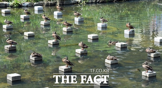 금요일인 오늘(30일)은 북태평양 고기압의 가장자리에 들어 낮 최고기온이 36도까지 오르는 불볕더위가 이어질 것으로 보인다. /더팩트 DB