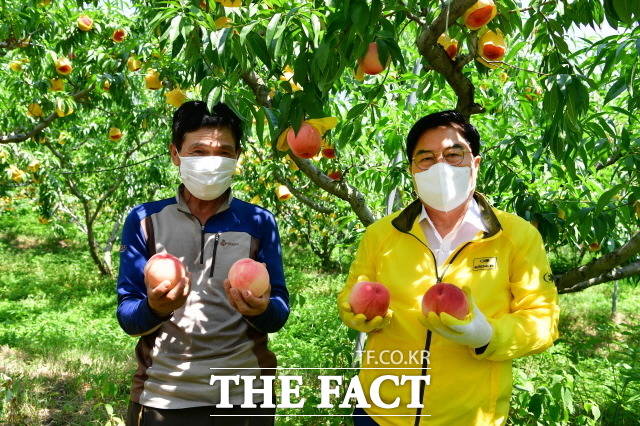 장성군을 대표하는 여름 과일 ‘차돌복숭아’가 출하됐다. 복숭아 농가를 방문한 유두석 장성군수 갓 수확한 복숭아를 들고 농민과 기념촬영하고 있다./장성군 제공