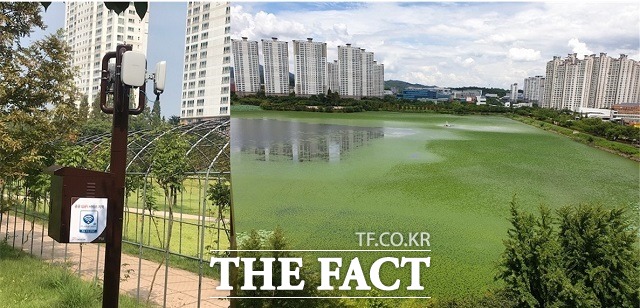 오송호수공원 공공 와이파이 설치, 지난 19일 마름으로 덮인 호수공원(왼쪽부터) / 청주=유재성 기자