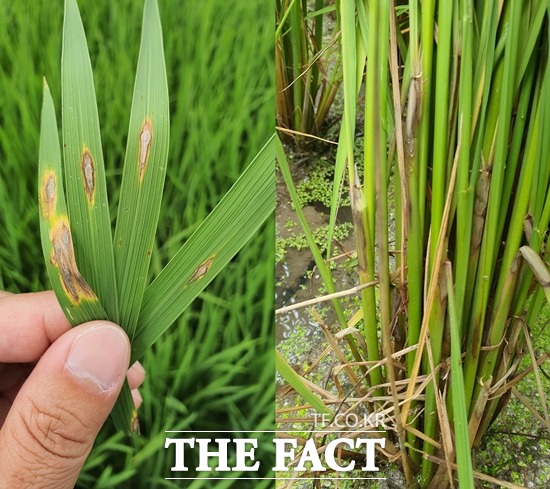 충남 아산시에서 출수기를 앞두고 벼 도열병이 확산될 모습을 보이고 있다. 사진 좌측 벼 도열병과 잎집무늬마름병에 감염된 벼 모습. / 아산시 제공