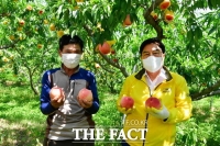  달콤상큼한 '차돌복숭아' 맛 보세요