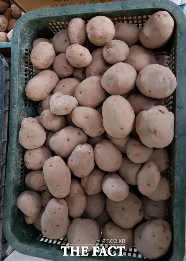 울진군은 오는 31일까지 내년 봄에 파종할 2021년 강원도산 감자 보급종 추기 공급분 신청을 받는다.