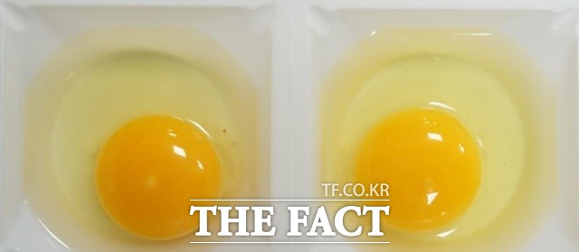 토종닭이 낳은 달걀(왼쪽)과 일반닭이 낳은 달걀(오른쪽). /농진청 제공
