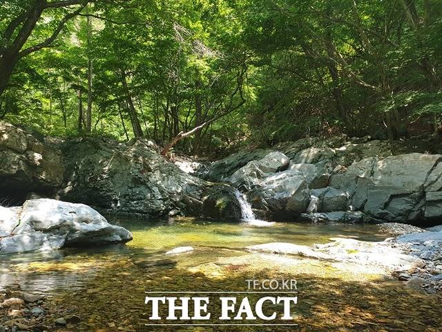 검마산 자작나무 숲길 계곡 / 산림청 제공