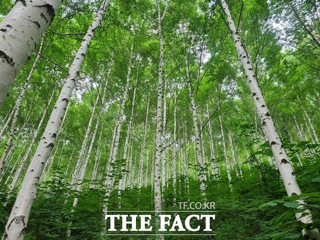 8월의 국유림 명품숲에 선정된 검마산 자작나무 숲 / 산림청 제공