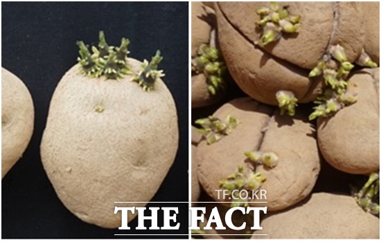 통감자(왼쪽)와 절단감자(오른쪽). /농진청 제공